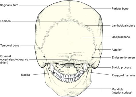 Bones Of The Skull And Orbit Basicmedical Key