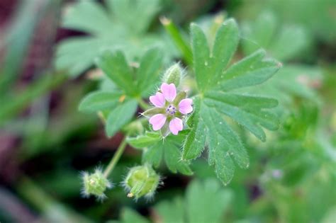 Geranium Pusillum Wildflowers Of The National Capital Region