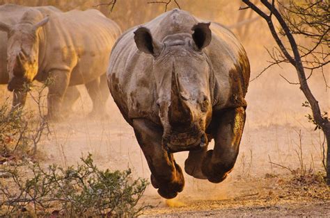 Check out this fantastic collection of wildlife hd desktop wallpapers, with 69 wildlife hd desktop background images for your desktop, phone or tablet. rhino, Nature, Animals Wallpapers HD / Desktop and Mobile ...