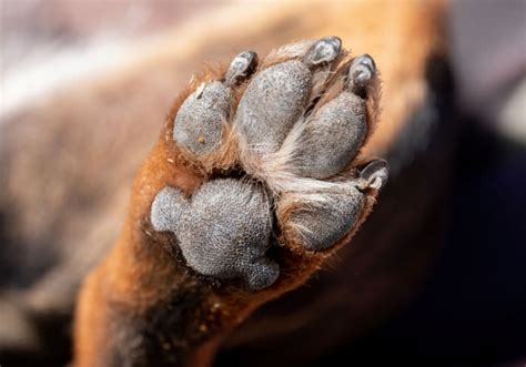 How To Keep Your Dogs Paw Pads From Tearing Or Getting Cut While