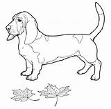 Hound Basset Coloring Printable Dog Adult Categories Supercoloring sketch template