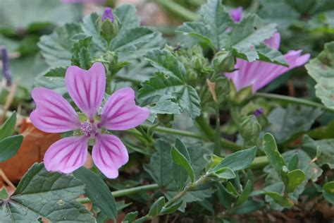 https://plantsam.com/malva-sylvestris/