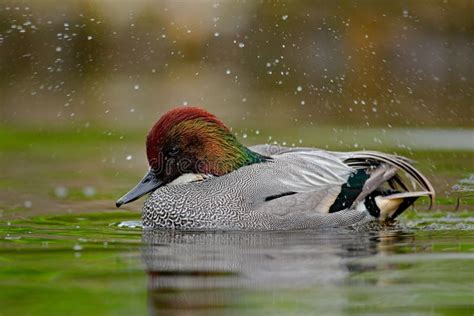 Falcated Duck Or Falcated Teal Mareca Falcata Nice Duck With Rusty