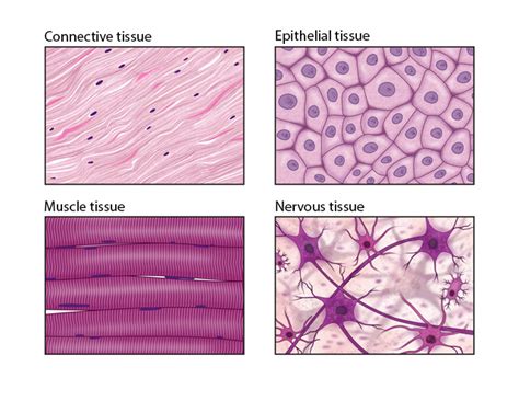 Different Kinds Of Tissues In The Human Body Types Of Tissues