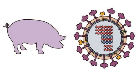 Swine Influenza Amexico2009 H1n1 Update Virology Blog