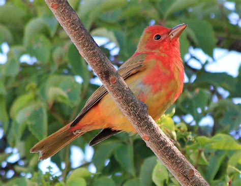 Summer Tanager