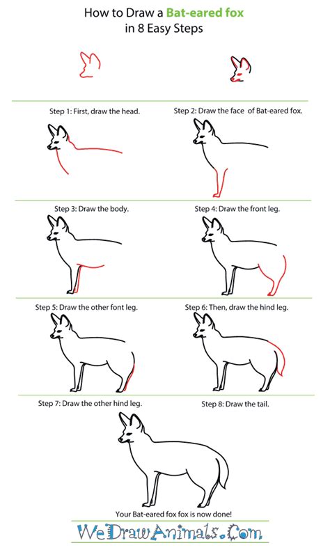 How To Draw A Bat Eared Fox