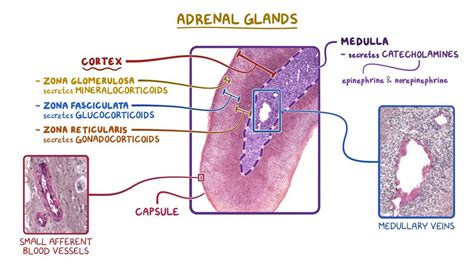 Adrenal Gland Histology Video Anatomy Definition Osmosis