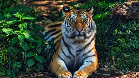 Bengal Tiger Wallpaper 4k Forest Predator Jungle
