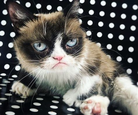 Top 10 Memes To Celebrate Grumpy Cat After Internets Most Famous