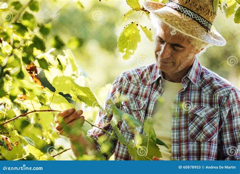 Farmer In The Vineyard Stock Image Image Of Agronomist 60878953