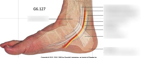 Lab 73 Diagram Posterior Tibial Artery Diagram Quizlet