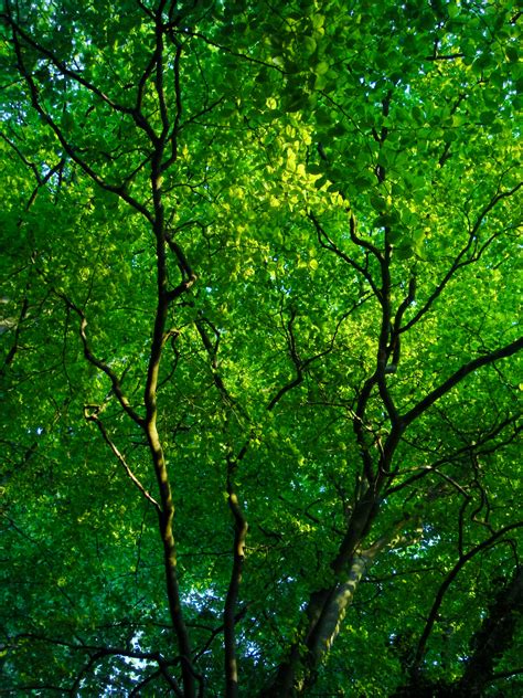Free for commercial use no attribution required high quality images. Free Images : tree, branch, sunlight, leaf, flower, green ...