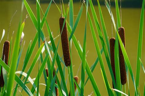 Variegated Cattail Typha Latifolia Variegata Tropical Aquatic Marginal Plants — Florida