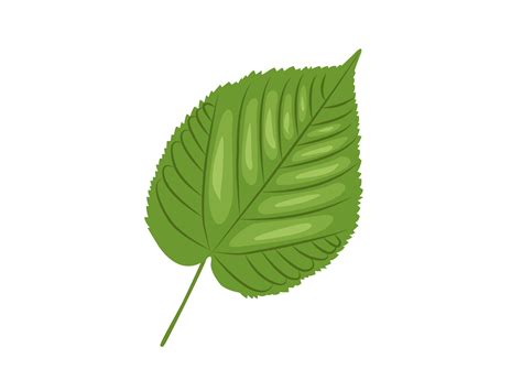 Linden Leaf Material In Mannaheim World Anvil