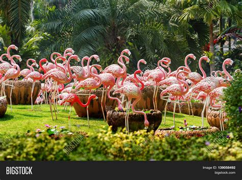 Flock Pink Flamingos Image And Photo Free Trial Bigstock