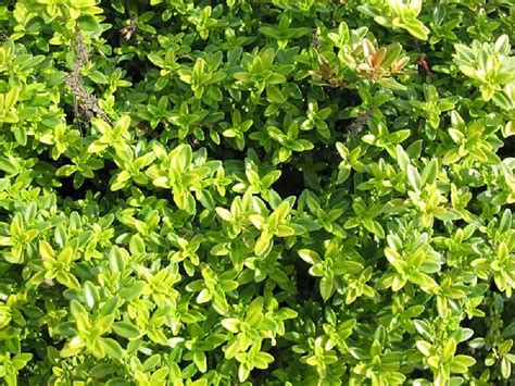 Creeping Thyme For Sale Buying And Growing Guide