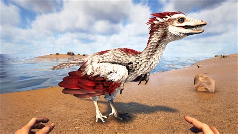 Archaeopteryx Official Ark Survival Evolved Wiki