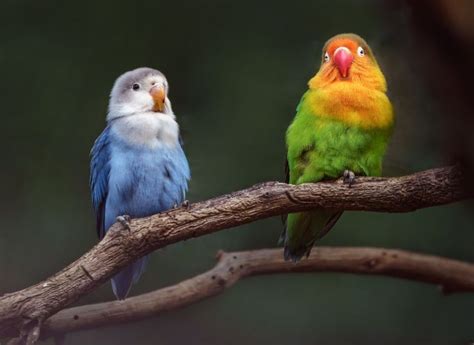 How To Tell The Gender Of Lovebirds Sex Determination Imparrot
