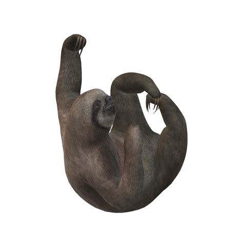 Sloth Isolated On A Transparent Background 24063843 Png