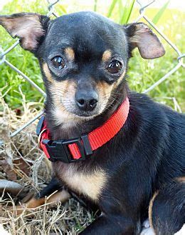 Every fayetteville adoption counselor has at least 40 hours of specialized training in addition to being an authorized notary and/or a licensed home study placing a baby for adoption in fayetteville, nc. Fayetteville, NC - Chihuahua Mix. Meet Gemma, a dog for ...