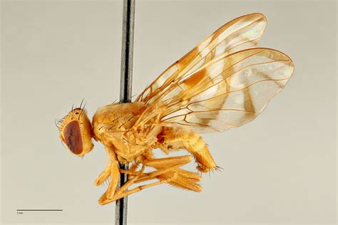 Anastrepha Ludens Fruit Fly Id Australia
