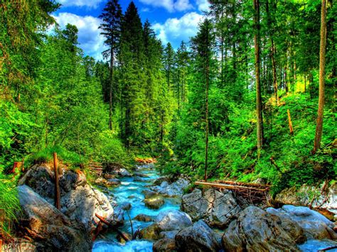 Lovely Forest Creek Hdr Hd Wallpaper 505455