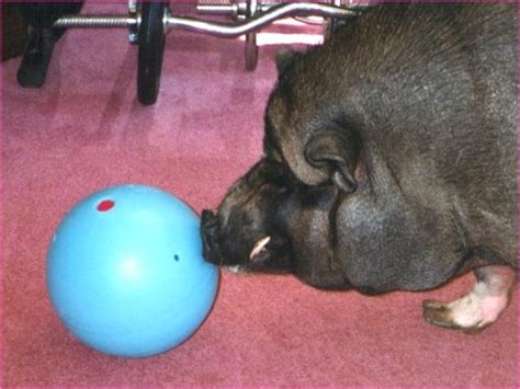 Why Potbellied Pigs Make Wonderful Pets Pethelpful