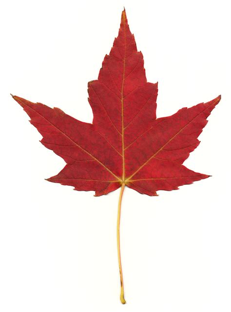 Free Photo Red Maple Leaf Autumn Resource Simple Free Download