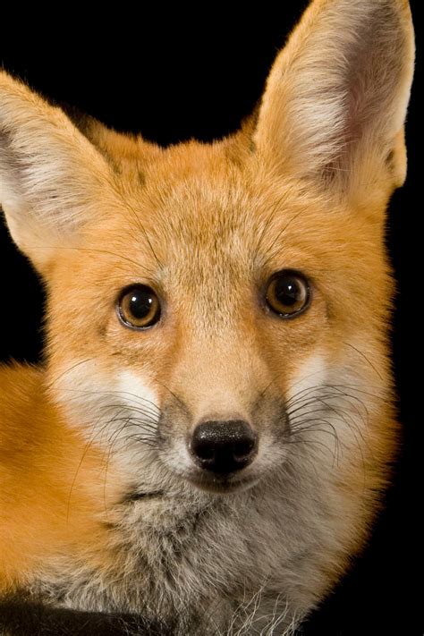 Top 177 Red Fox Animal Habitat