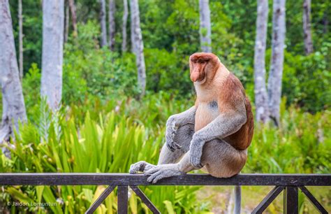 Labuk Bay Proboscis Monkey Sanctuary Sabah North Borneo