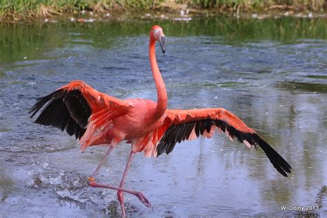 Dance Of The Flamingo By Lenslady On Deviantart