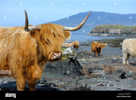 Scotland Highland Cattle Adult Hi Res Stock Photography And Images Alamy
