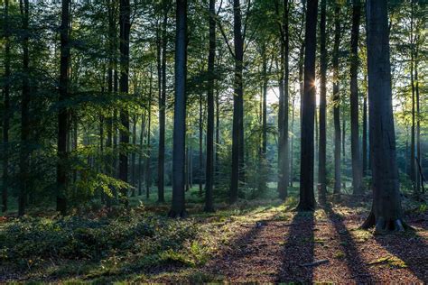 산림치유지도자 자격증 취득을 위한 요건과 과정