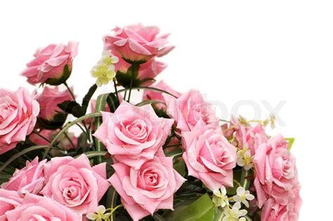 Pink Roses Isolated On The White Stock Photo Colourbox