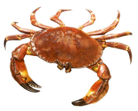 Crab Png