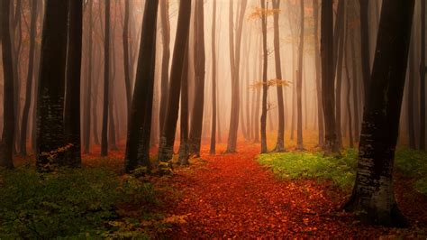 Misty Autumn Forest Wallpapers Hd Wallpapers Id 18992
