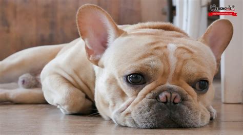 10 Características Del Bulldog Francés Que Le Hacen Único