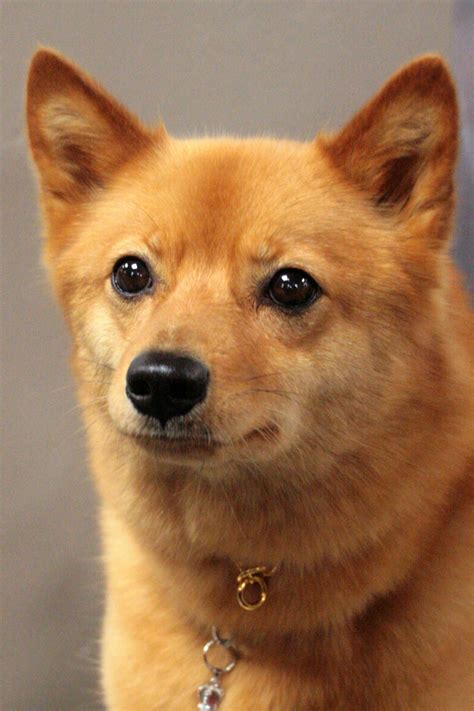 finnish spitz information dog breeds  thepetowners
