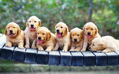 4k Puppy Wallpapers Top Free 4k Puppy Backgrounds Wallpaperaccess