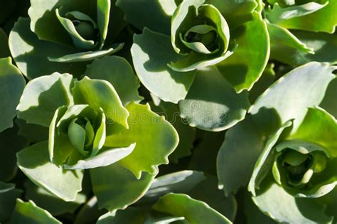 Green Ground Cover Plants Unfurl Stock Image Image Of Natural