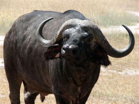 Fileafrican Bull Wikimedia Commons