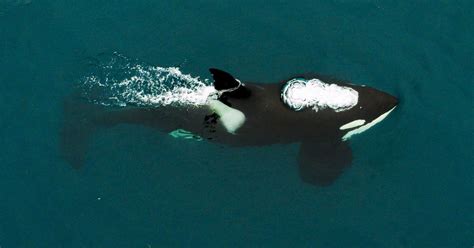 Tahlequah Mother Killer Whale Carried Calf Across Ocean