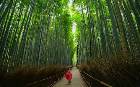 We shall provide best tips and info thanks for visiting japan.com. Dit bamboebos in Japan is sprookjesachtig mooi | FEM FEM