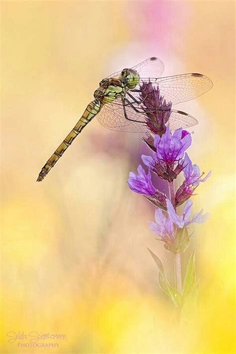 Dragonfly Dragonfly Nature Beautiful Bugs