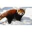 Looking At Red Pandas Can Help You Concentrate  Panda Love