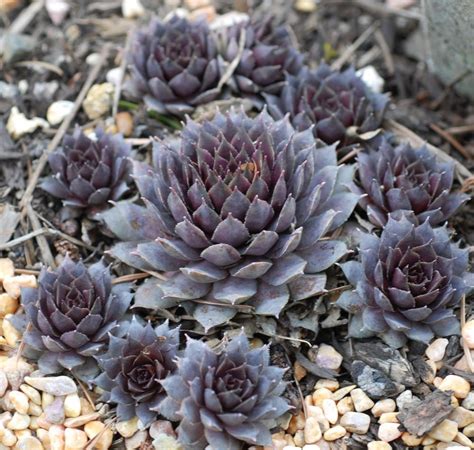 Sempervivum Plant Care And Collection Of Varieties