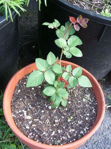 Rose Seedling Progress Mylot