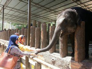 Wawasan merupakan cara pandang yang menyeluruh. Pusat Konservasi Gajah Kebangsaan Kuala Gandah Tarikan ...