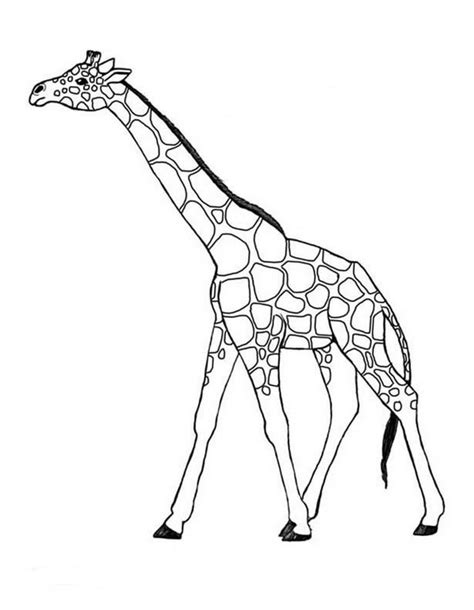 Coloriages à Imprimer Girafe Numéro 758820